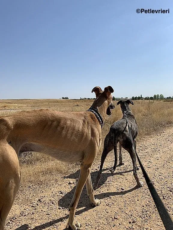 Morgan adozione levrieri galgo 3