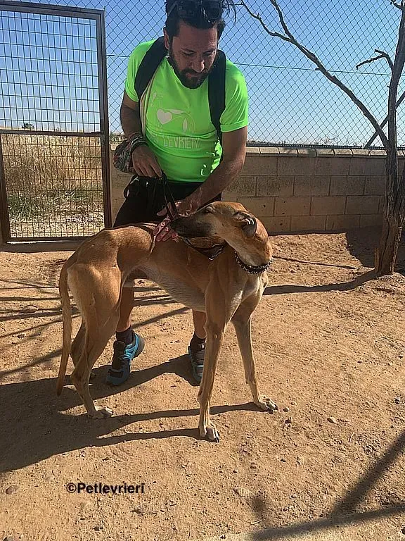 Morgan adozione levrieri galgo 4