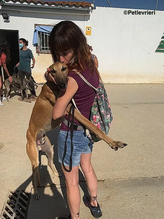 Morgan adozione levrieri galgo 5