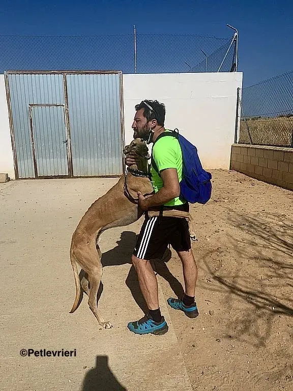 Morgan adozione levrieri galgo 6