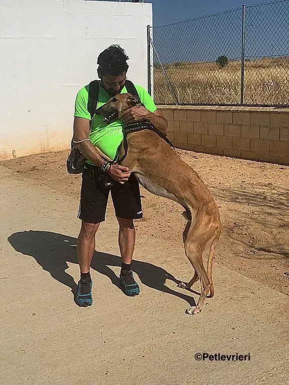 Morgan adozione levrieri galgo 7