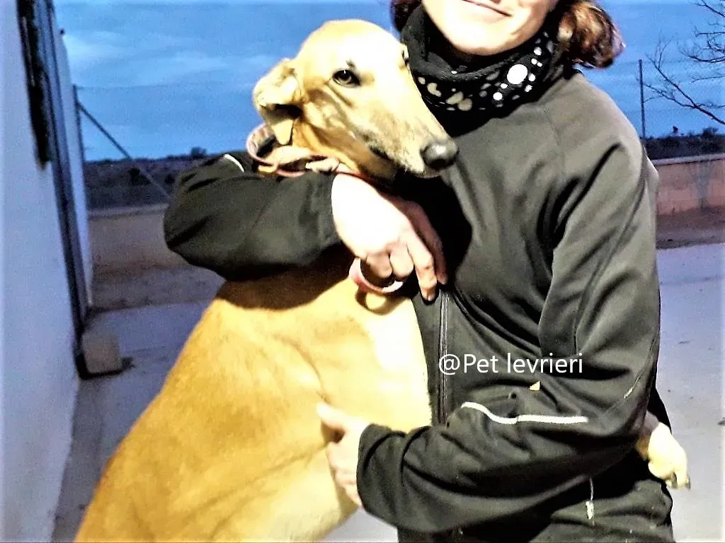 Morgan galgo adozione pet levrieri onlus 2 