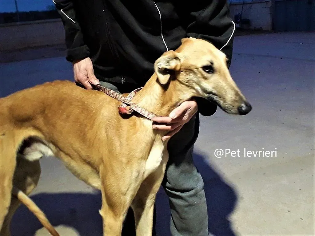 Morgan galgo adozione pet levrieri onlus 3
