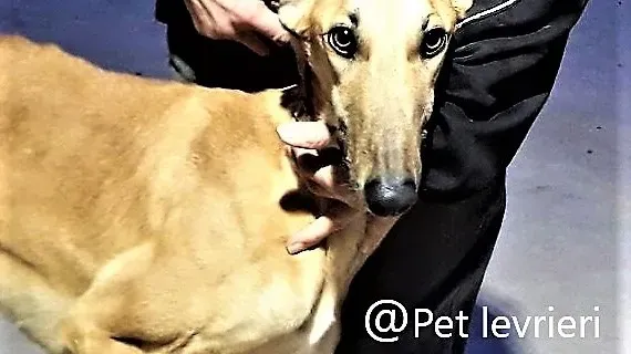 Morgan galgo adozione pet levrieri onlus 4