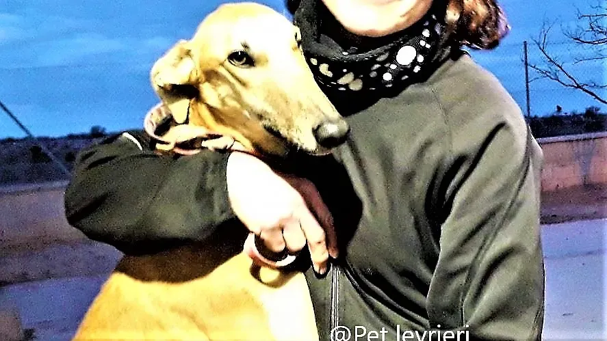 Morgan galgo adozione pet levrieri onlus 5 