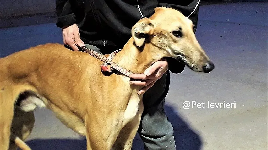 Morgan galgo adozione pet levrieri onlus 6