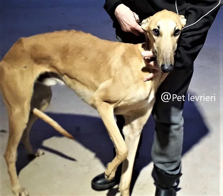 Morgan galgo adozione pet levrieri onlus