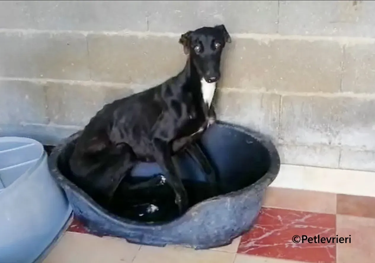 Morisca galgo adozione pet levrieri onlus 1