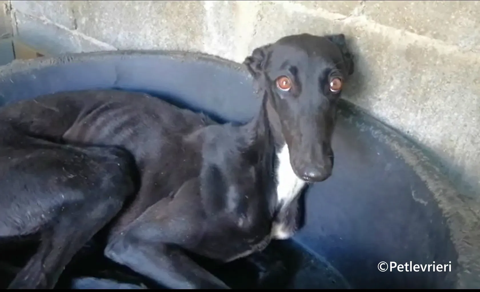 Morisca galgo adozione pet levrieri onlus 2