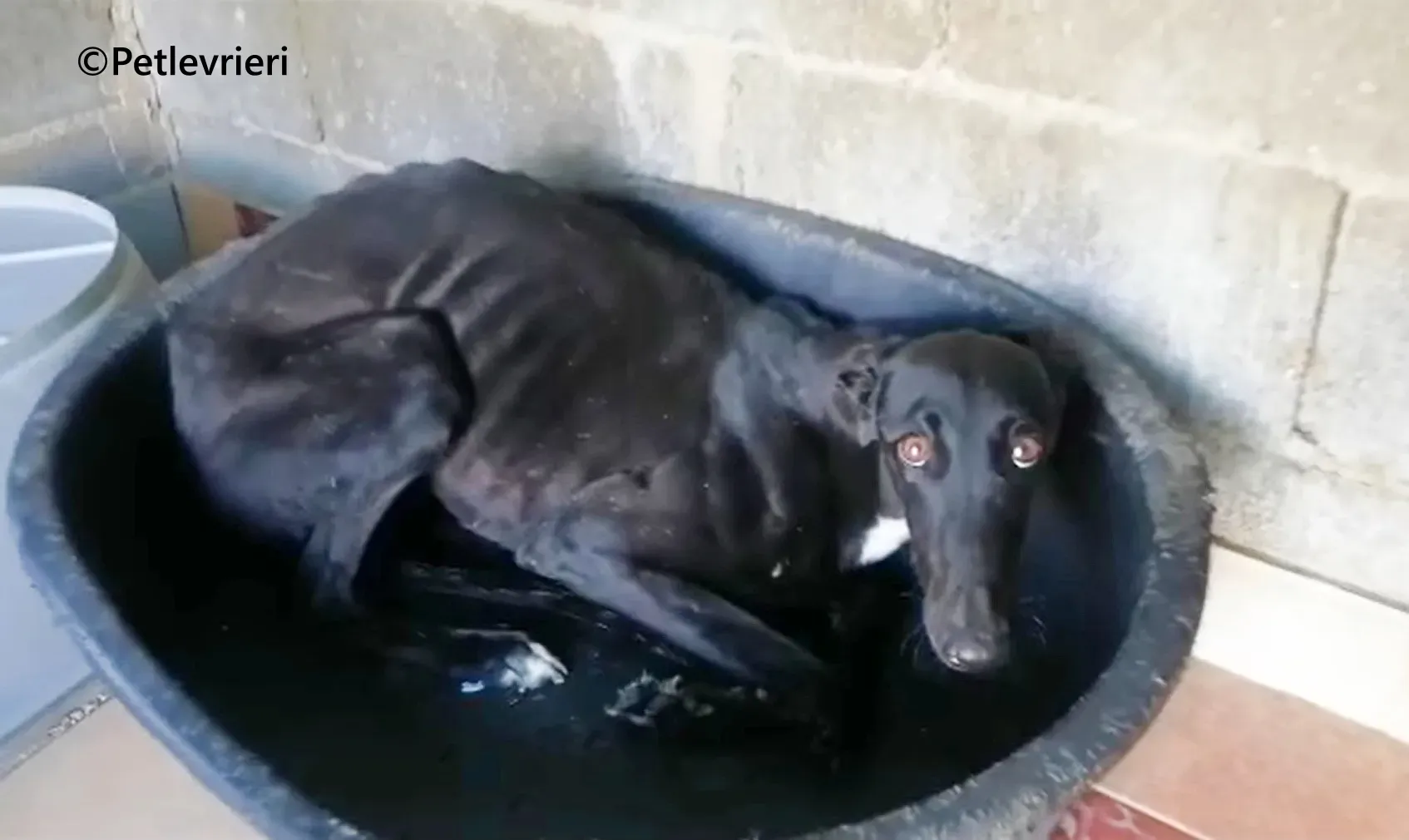 Morisca galgo adozione pet levrieri onlus 3 1