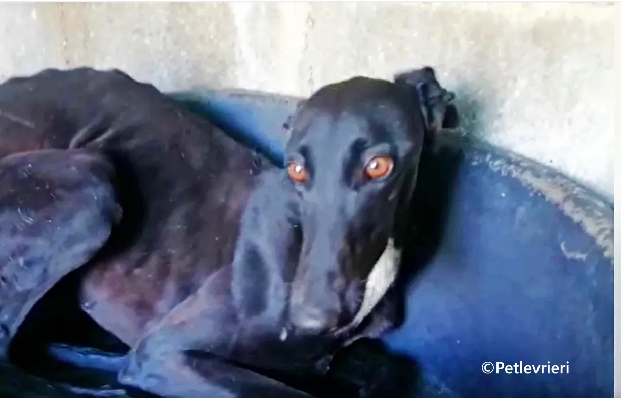Morisca galgo adozione pet levrieri onlus 5