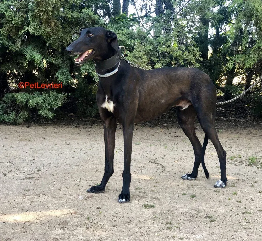 Moro adozione levrieri galgo 2