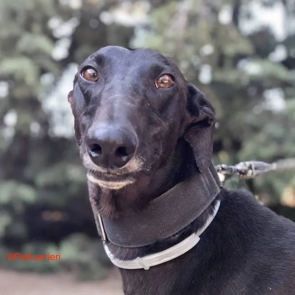 Moro adozione levrieri galgo 3