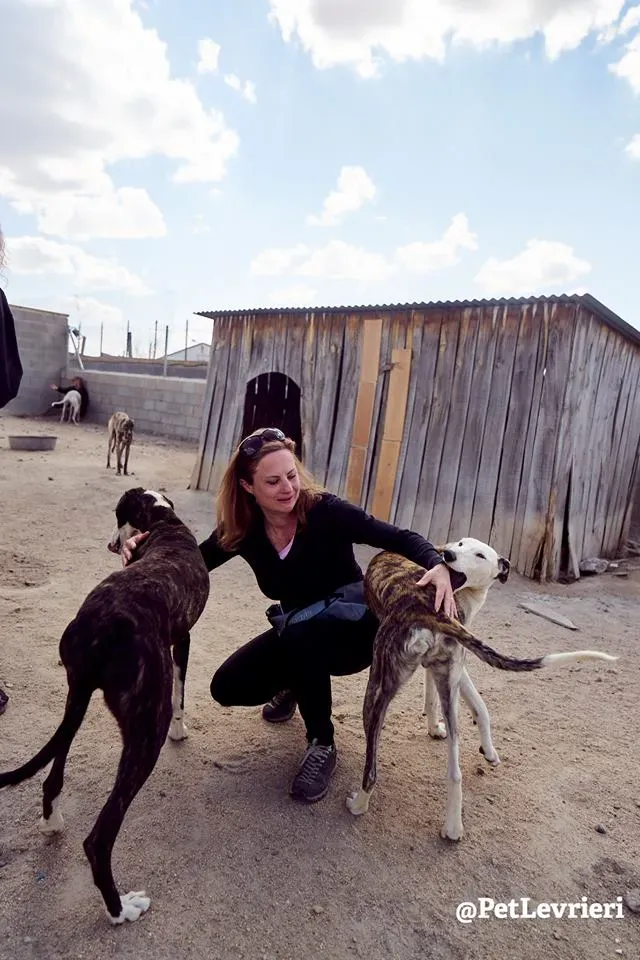 Morris adozione galgo 1