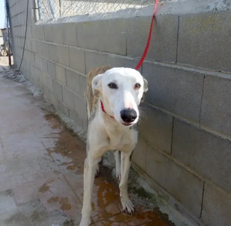 Morris adozione levrieri galgo 00