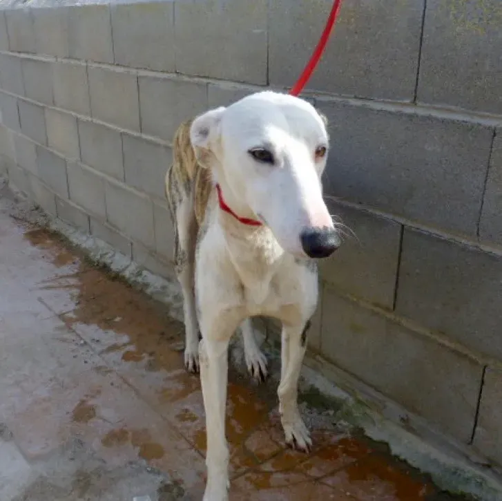 Morris adozione levrieri galgo 01