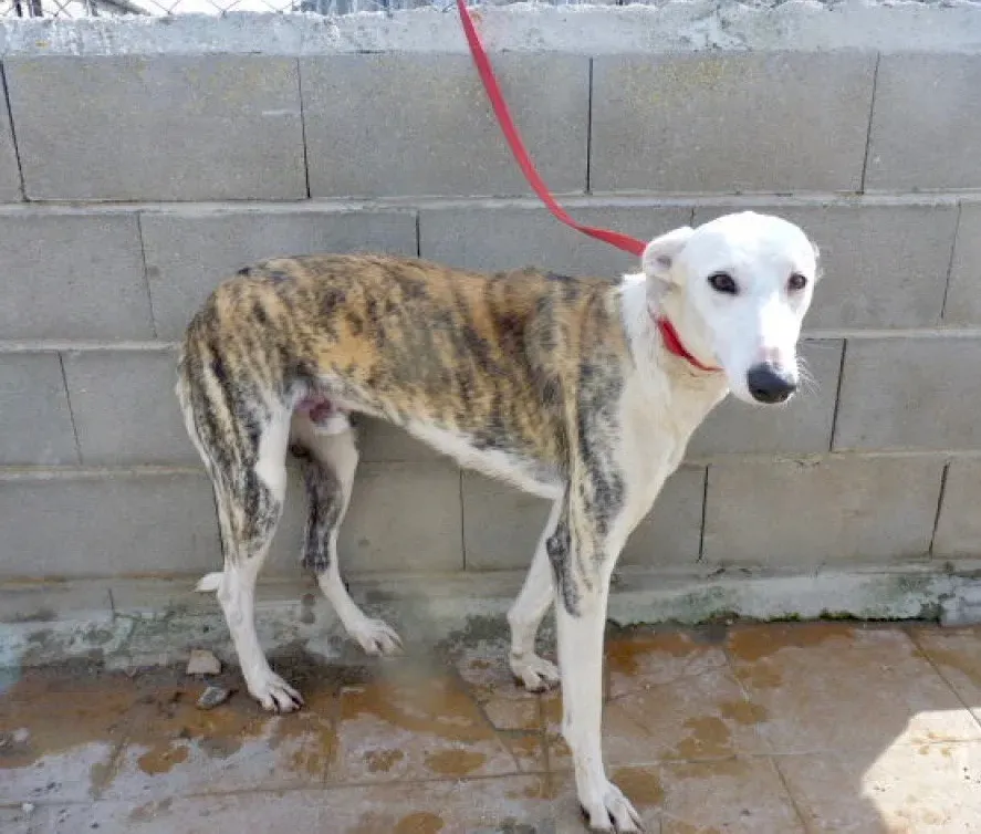 Morris adozione levrieri galgo 02