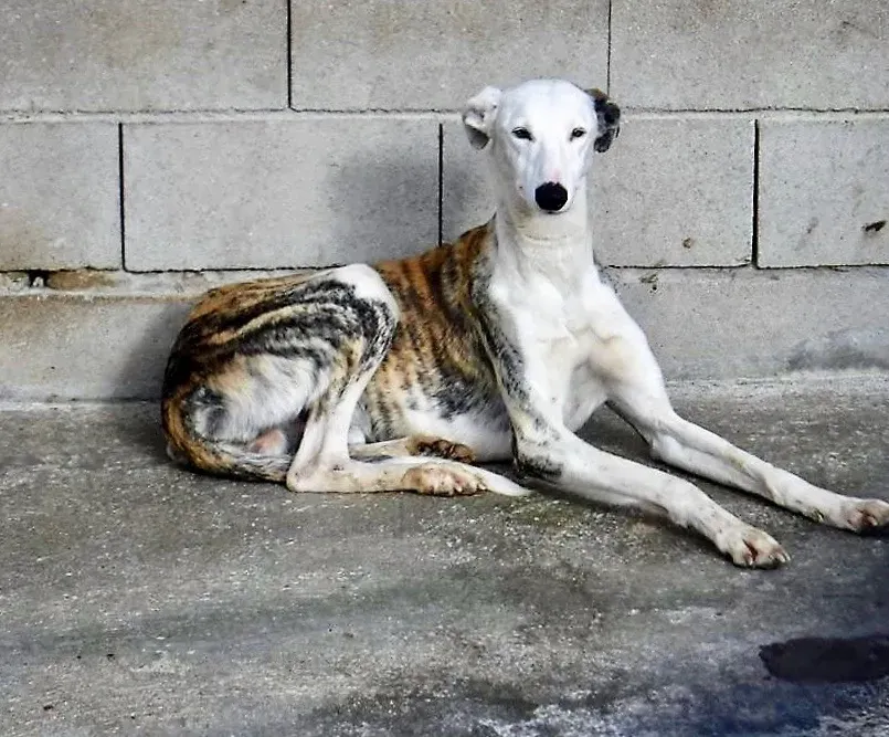 Morris adozione levrieri galgo 03