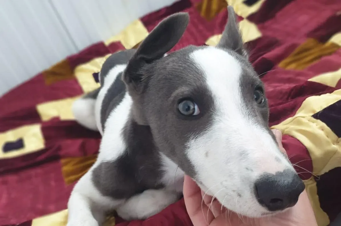 Mouse adozione levrieri greyhound 1 e1630861582897