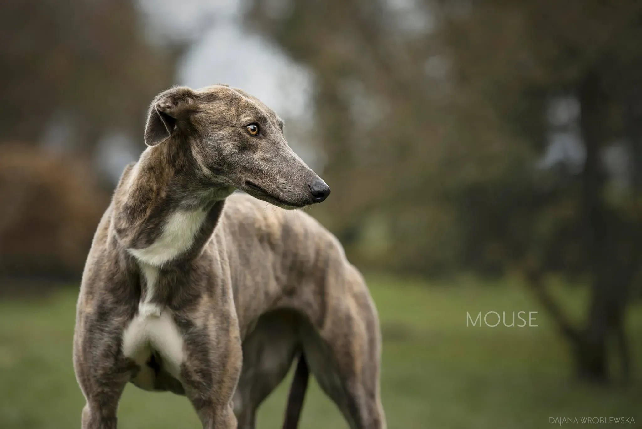 Mouse adozione levrieri greyhound 1