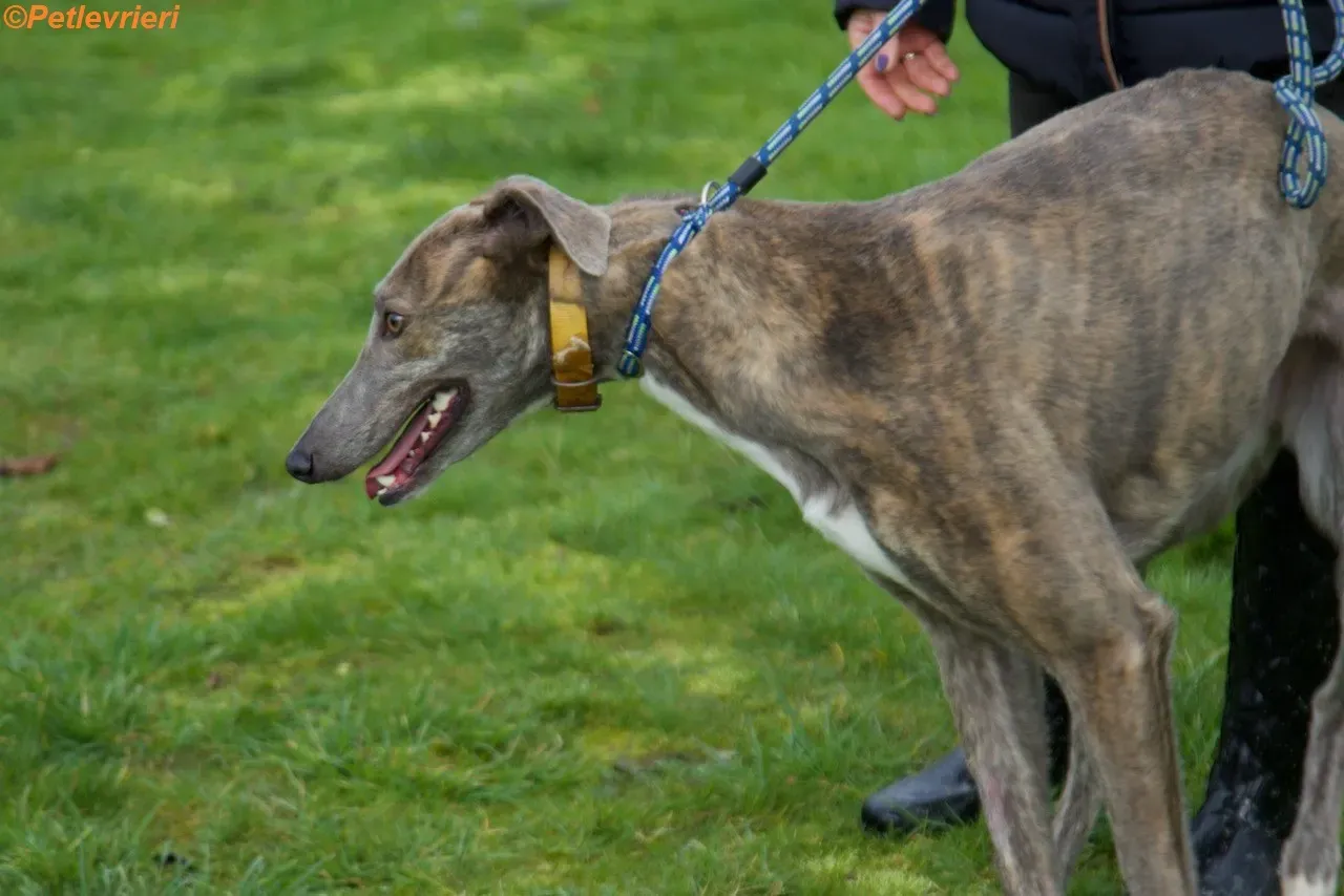 Mouse adozione levrieri greyhound 10