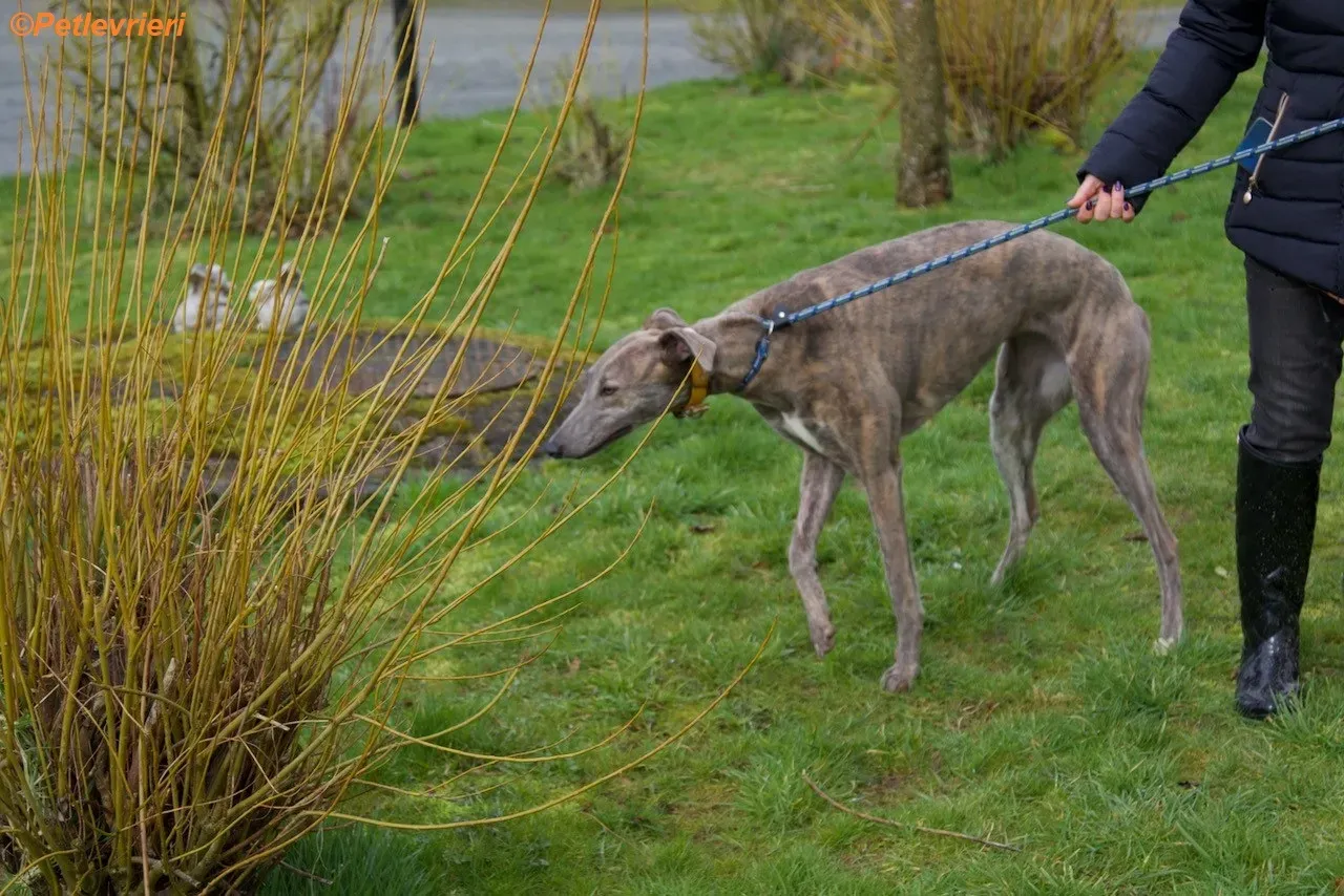Mouse adozione levrieri greyhound 11