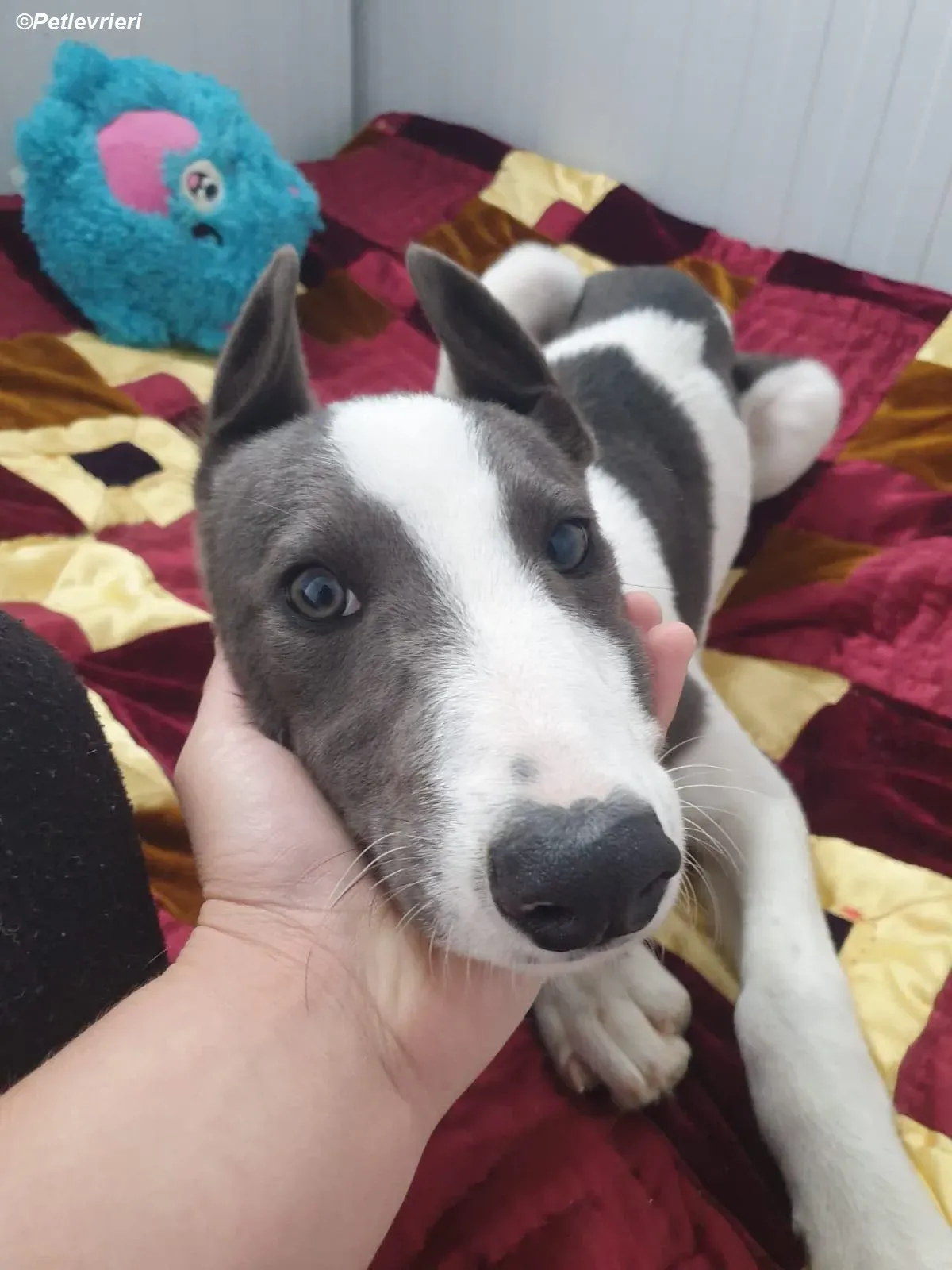 Mouse adozione levrieri greyhound 3