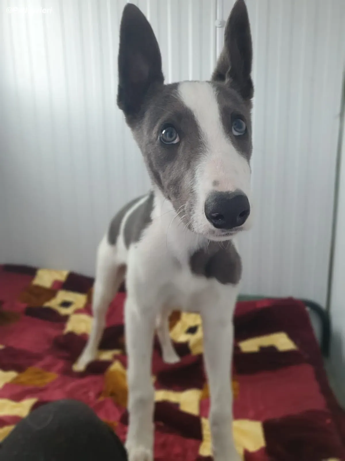 Mouse adozione levrieri greyhound 4