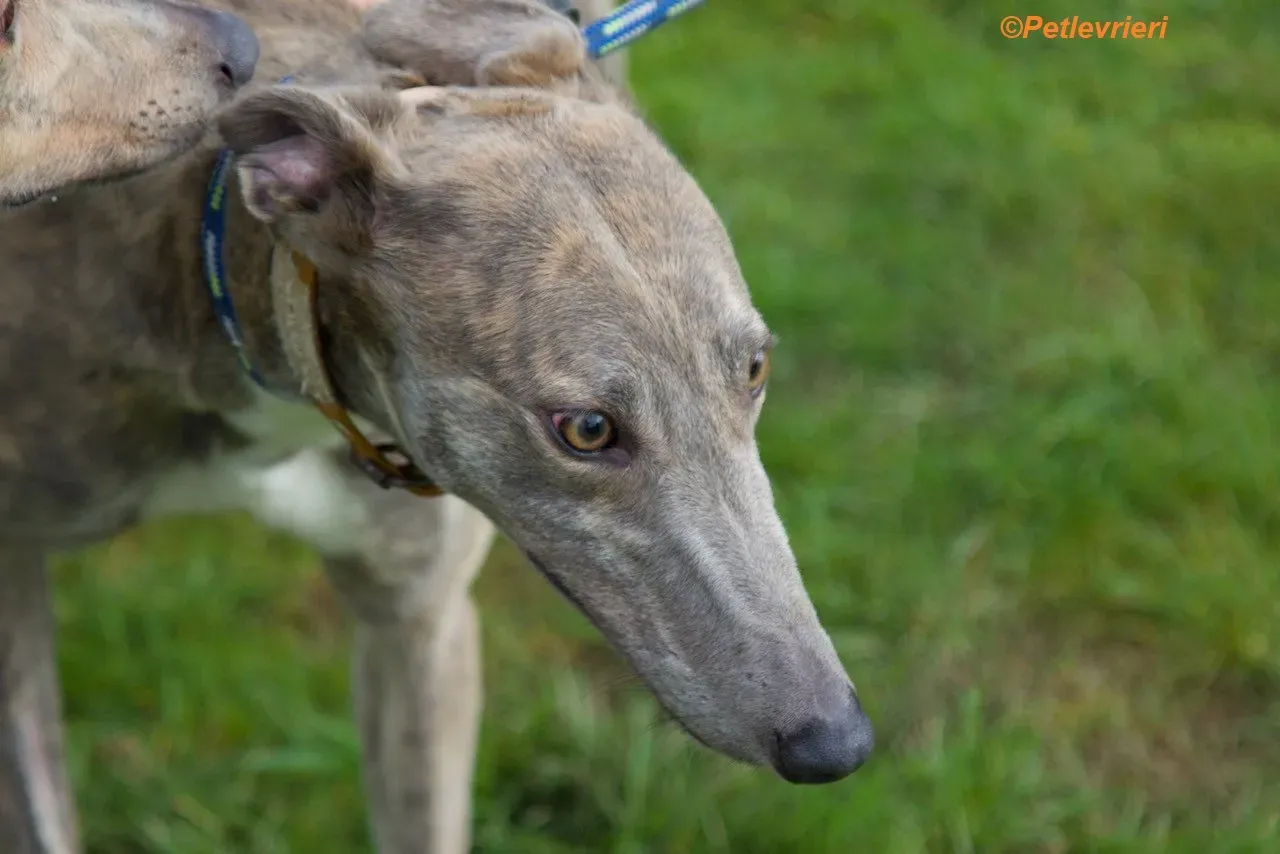 Mouse adozione levrieri greyhound 5