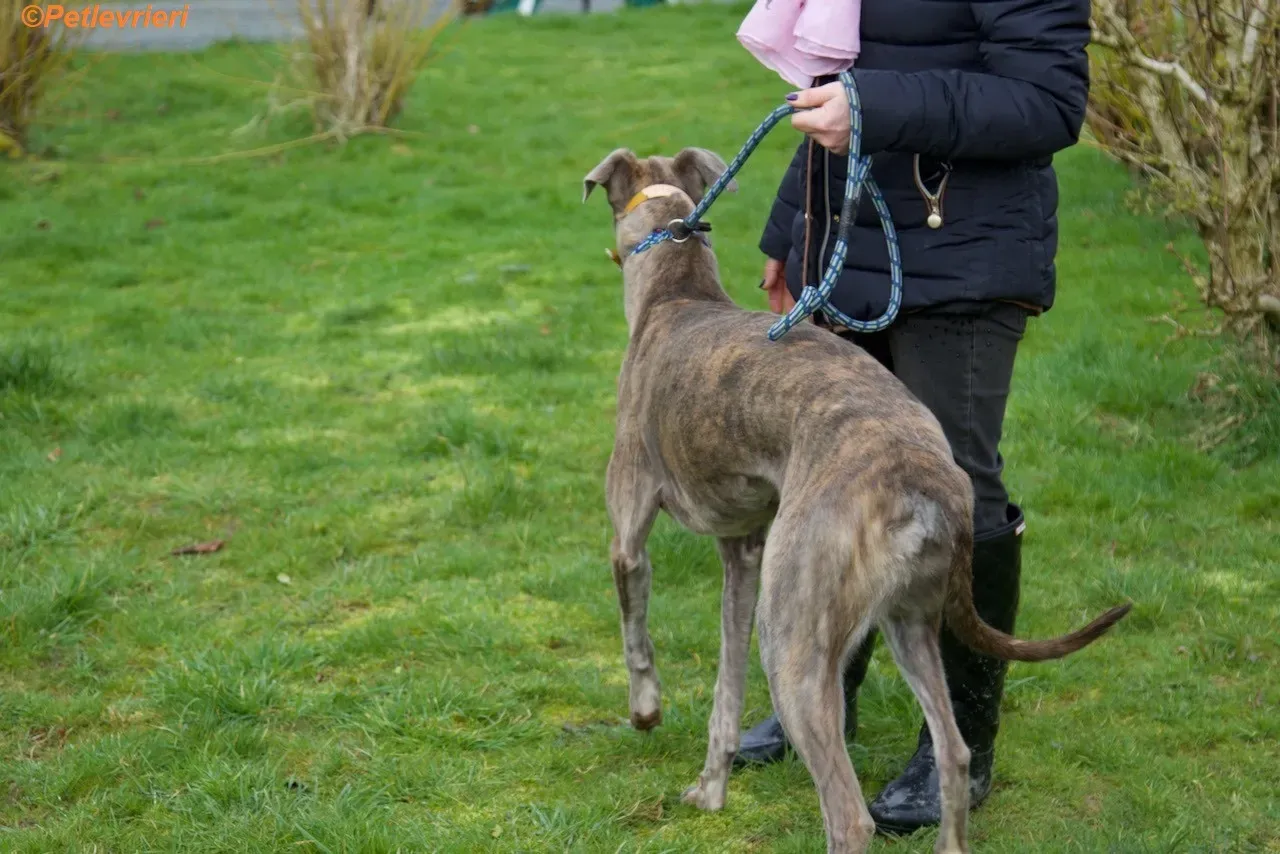 Mouse adozione levrieri greyhound 6