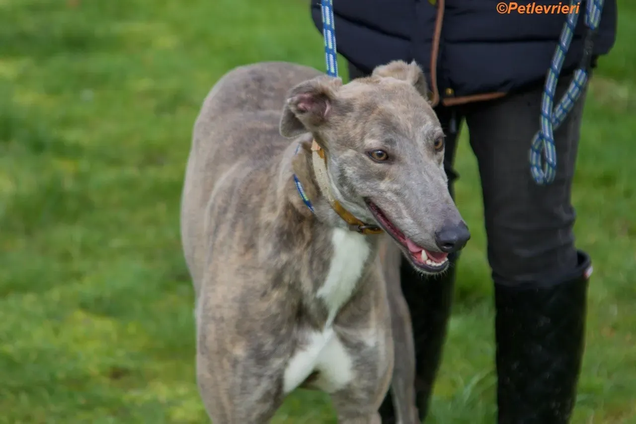 Mouse adozione levrieri greyhound 7