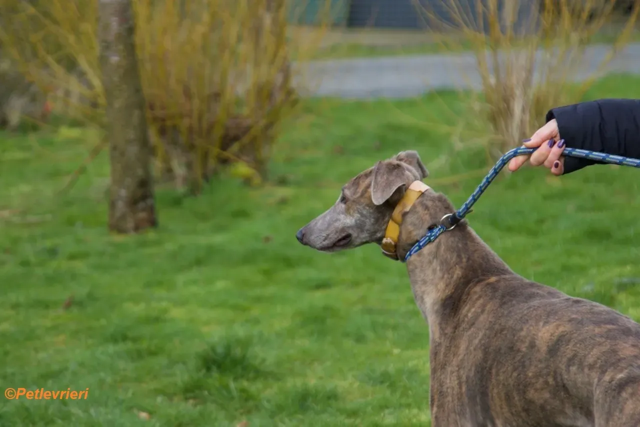 Mouse adozione levrieri greyhound 8