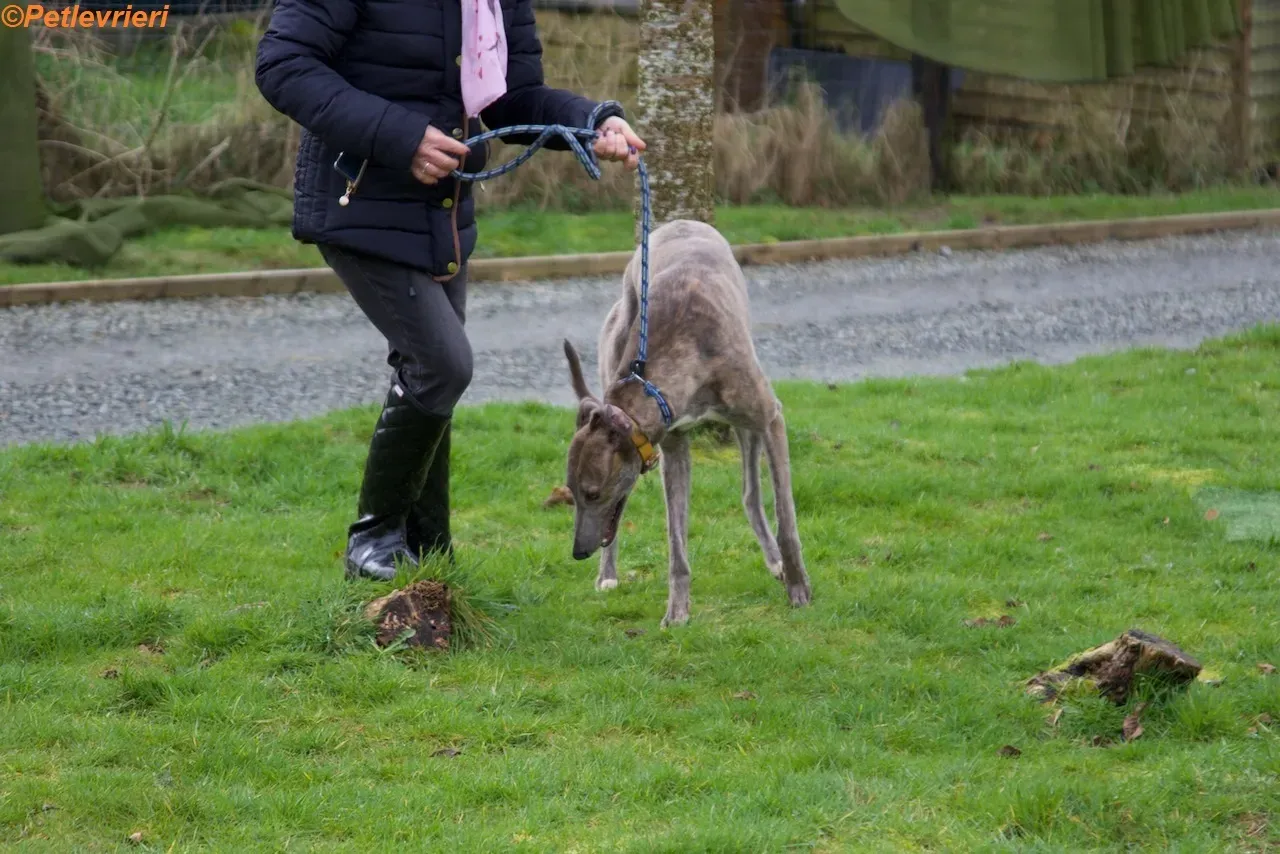 Mouse adozione levrieri greyhound 9