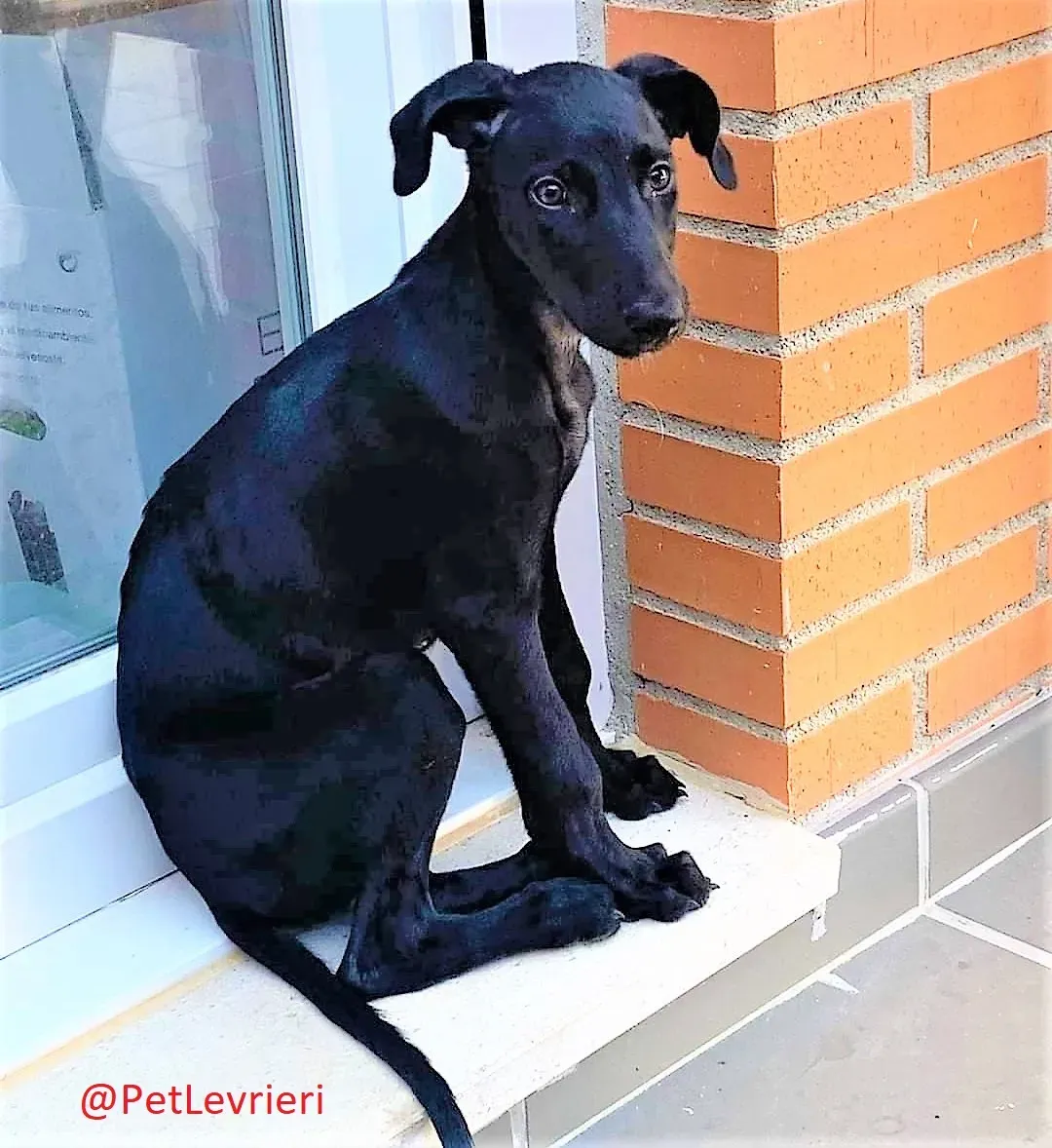 Mozart adozione levrieri galgo 01