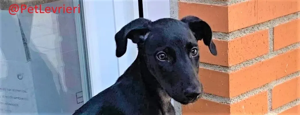 Mozart adozione levrieri galgo 02