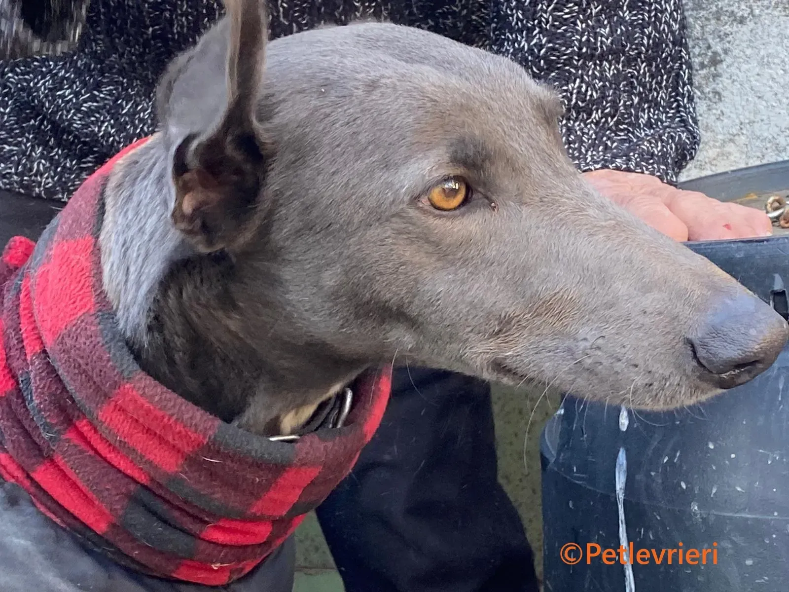 MrGrey galgo adozione pet levrieri onlus 1