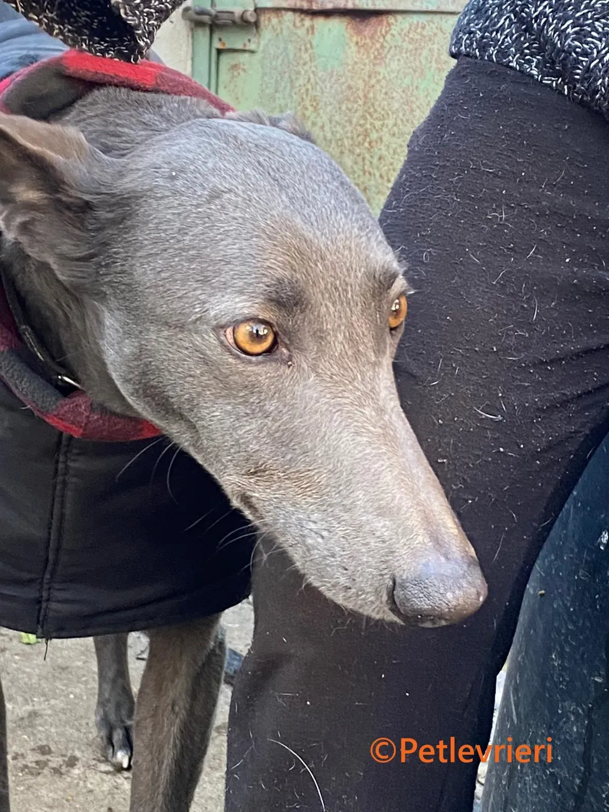 MrGrey galgo adozione pet levrieri onlus 2