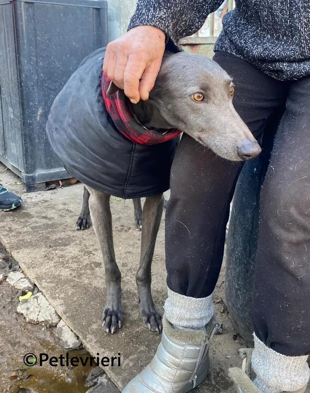 MrGrey galgo adozione pet levrieri onlus 3 2