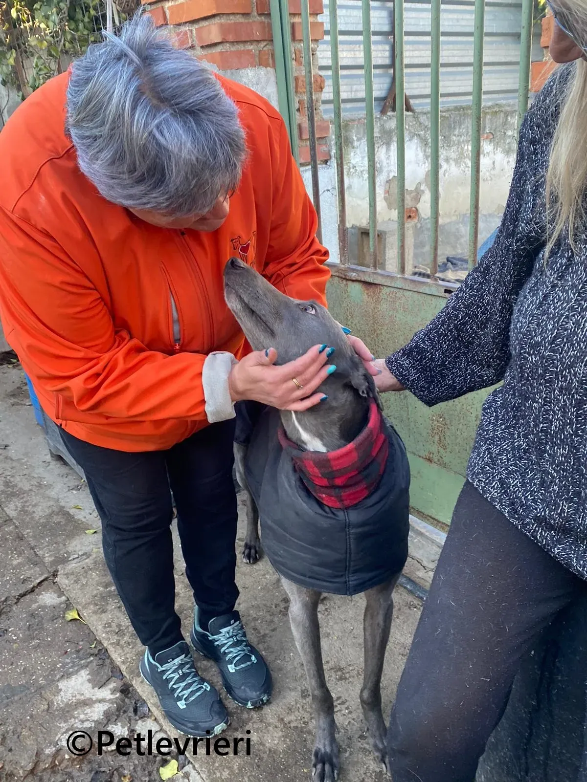 MrGrey galgo adozione pet levrieri onlus 4