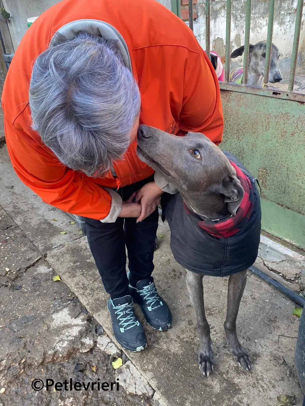 MrGrey galgo adozione pet levrieri onlus 5