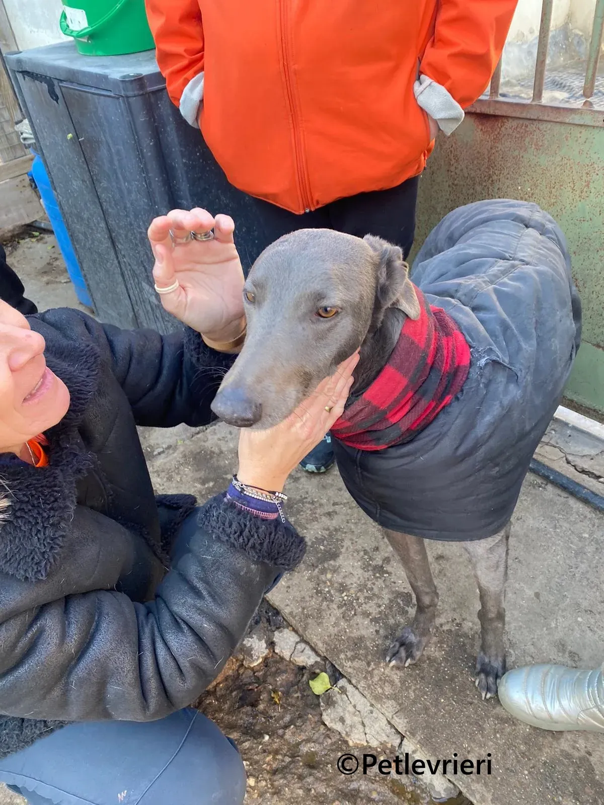 MrGrey galgo adozione pet levrieri onlus 6