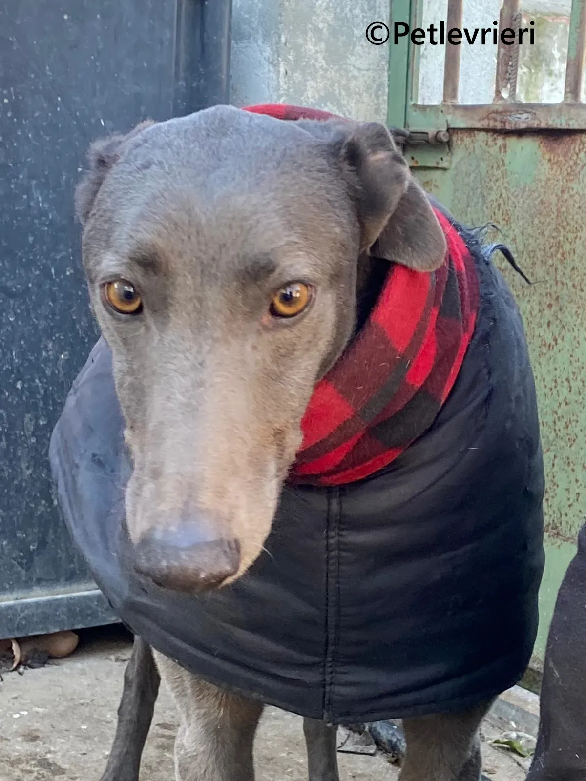 MrGrey galgo adozione pet levrieri onlus 7