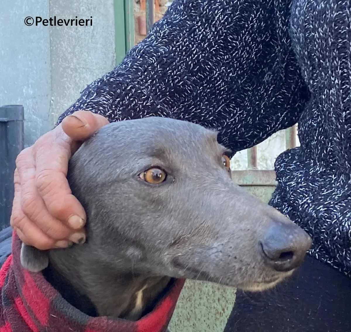 MrGrey galgo adozione pet levrieri onlus 8 1