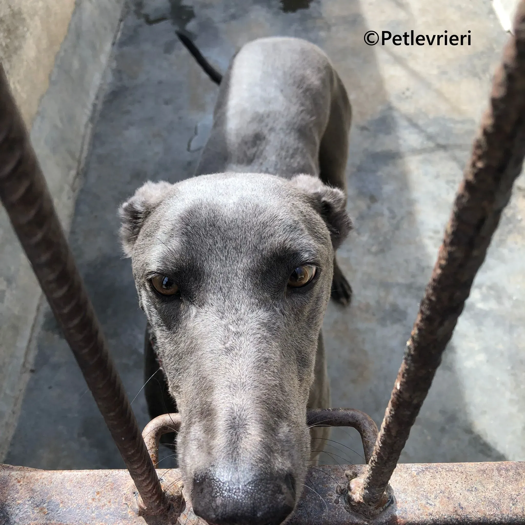 MrGrey galgo adozione pet levrieri onlus 9