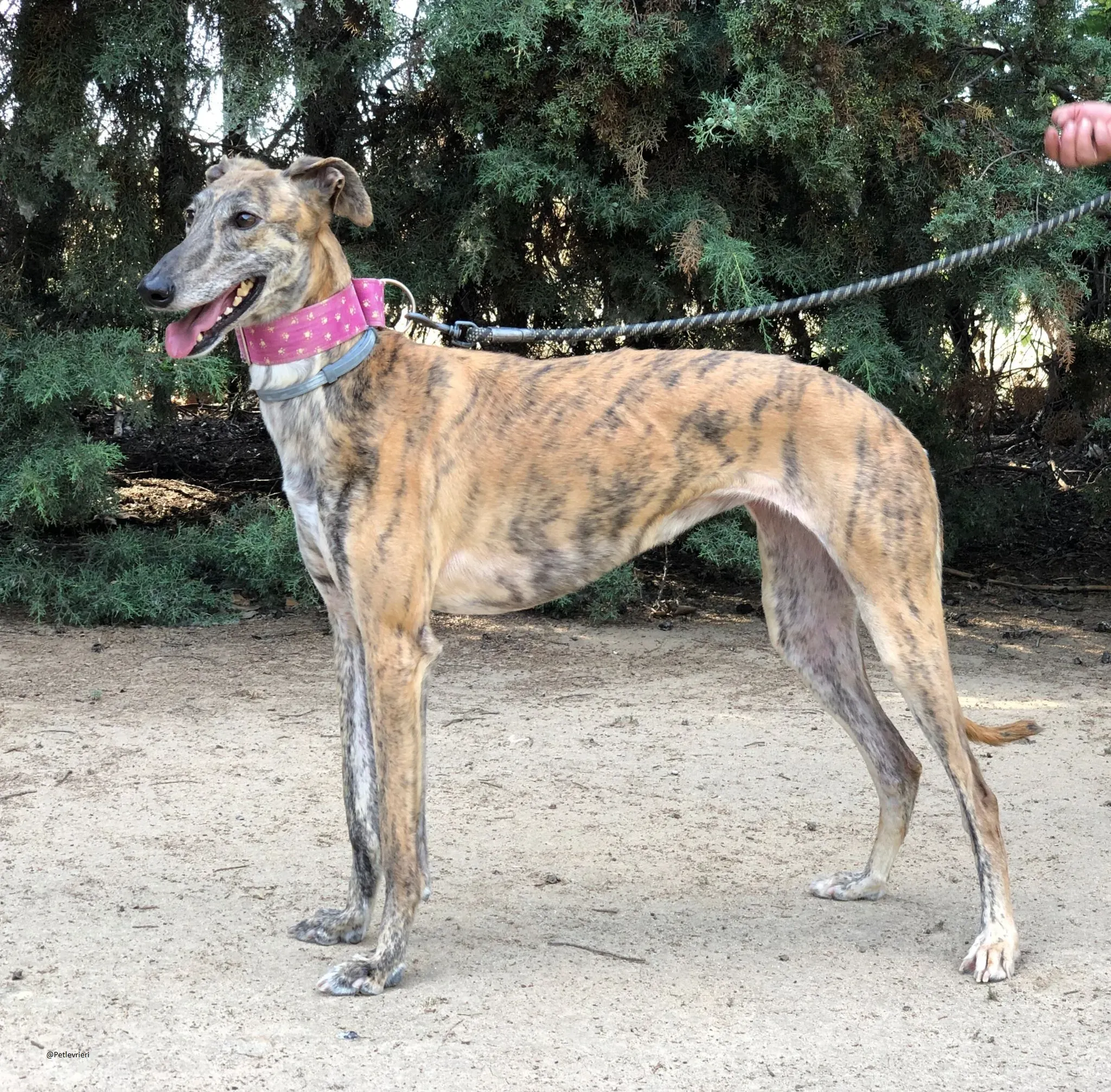 Mulan galgo.adozione.levrieri baasgalgo 1
