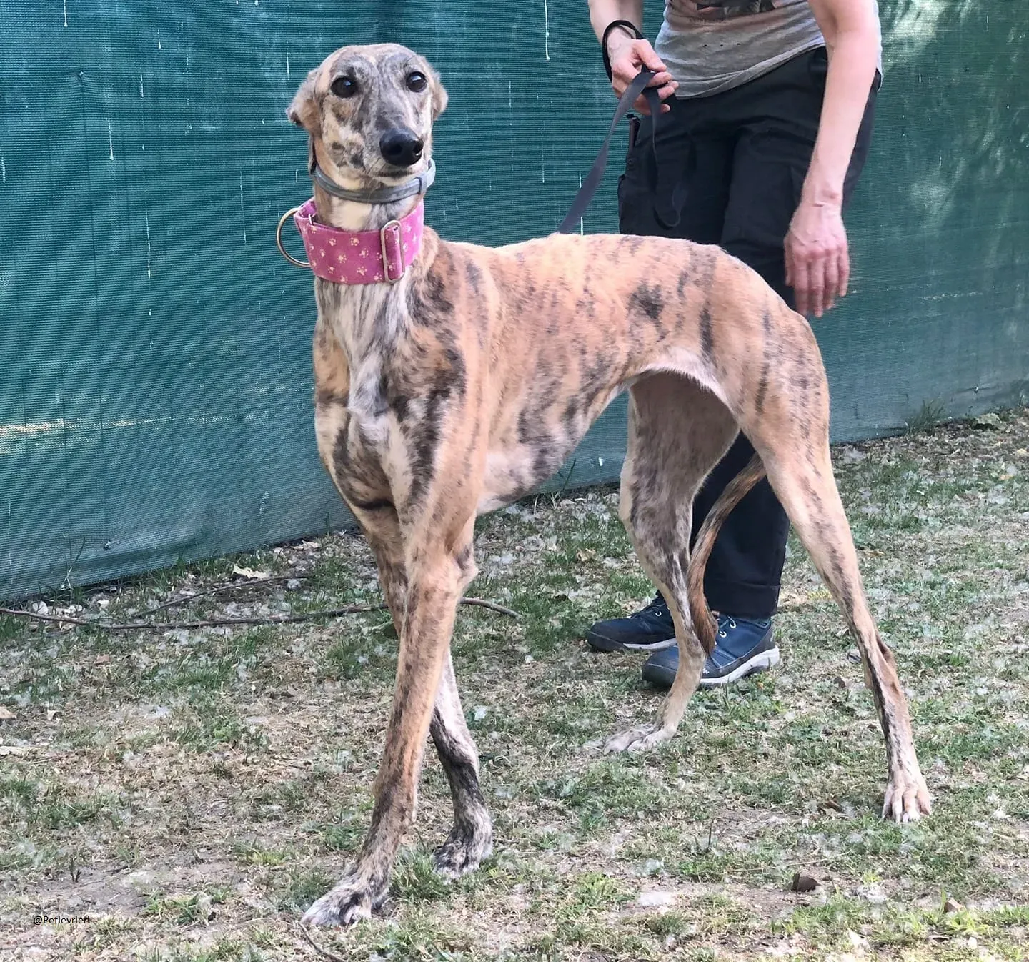Mulan galgo.adozione.levrieri baasgalgo 1