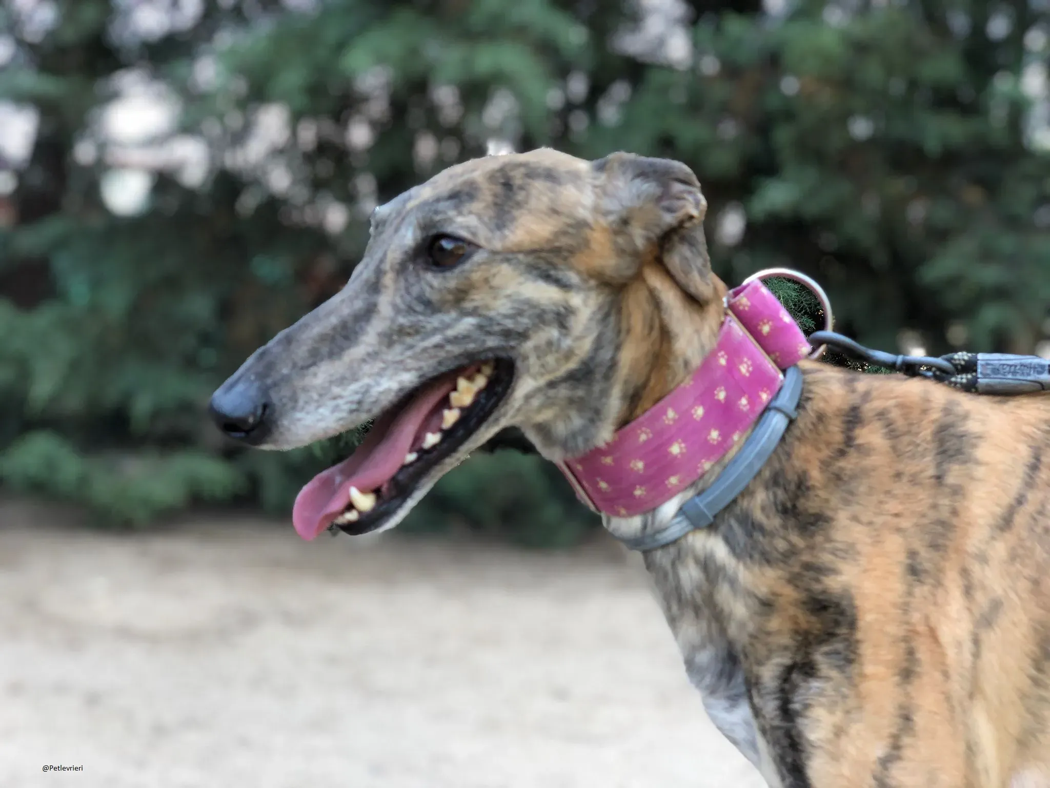 Mulan galgo.adozione.levrieri baasgalgo 2