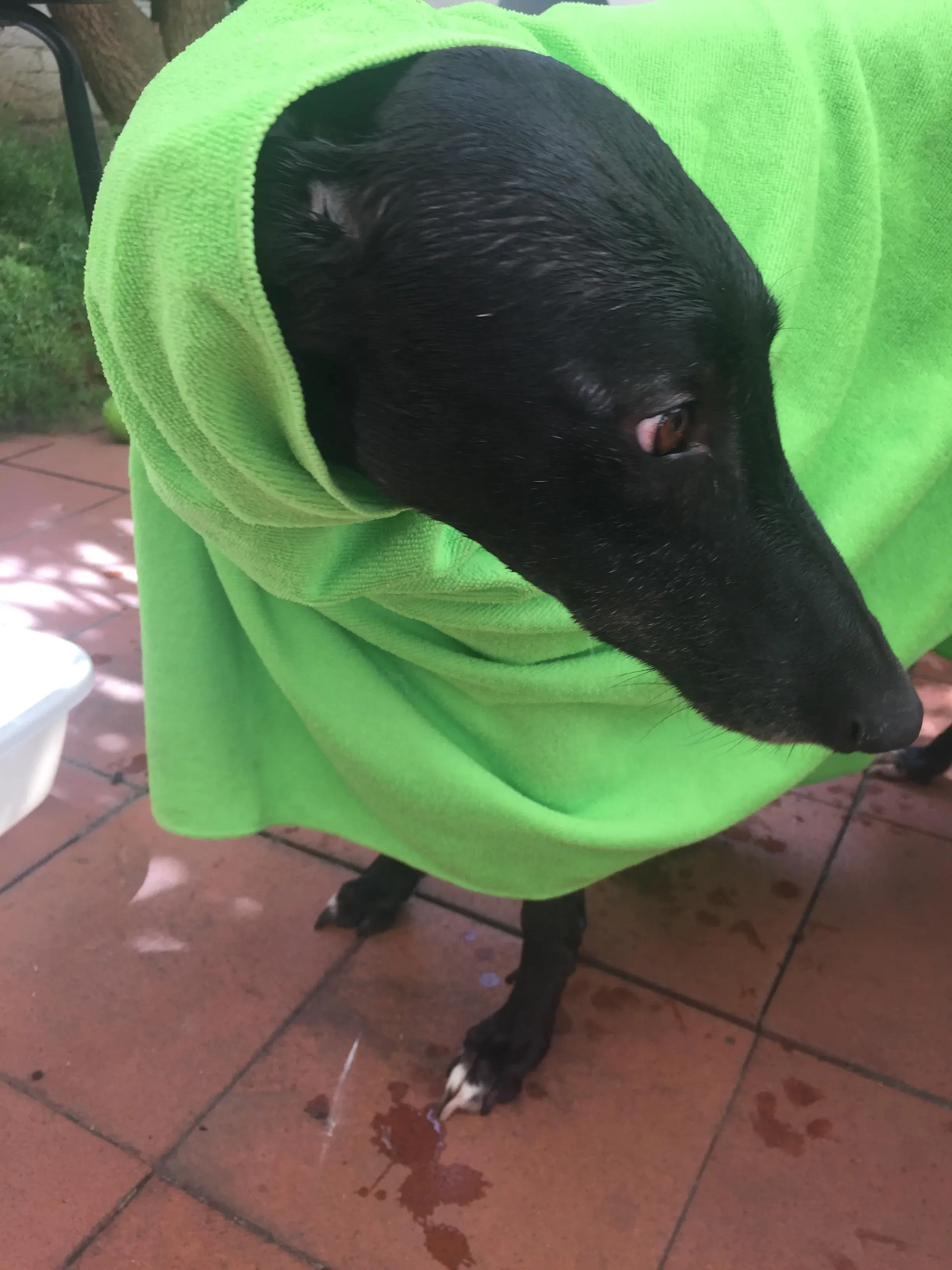 Murt greyhoundrescue adozionelevrieri 01