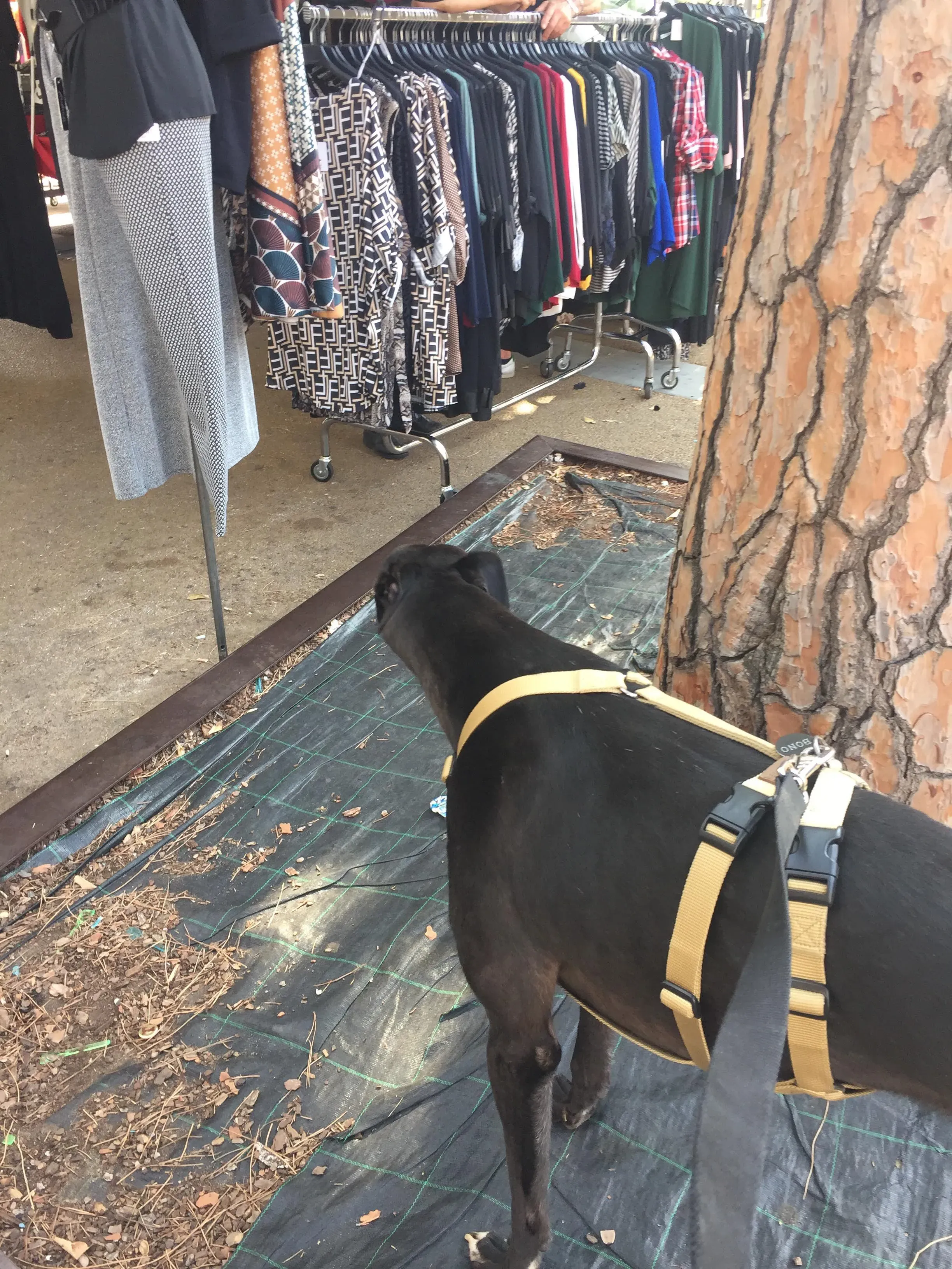 Murt greyhoundrescue adozionelevrieri 02