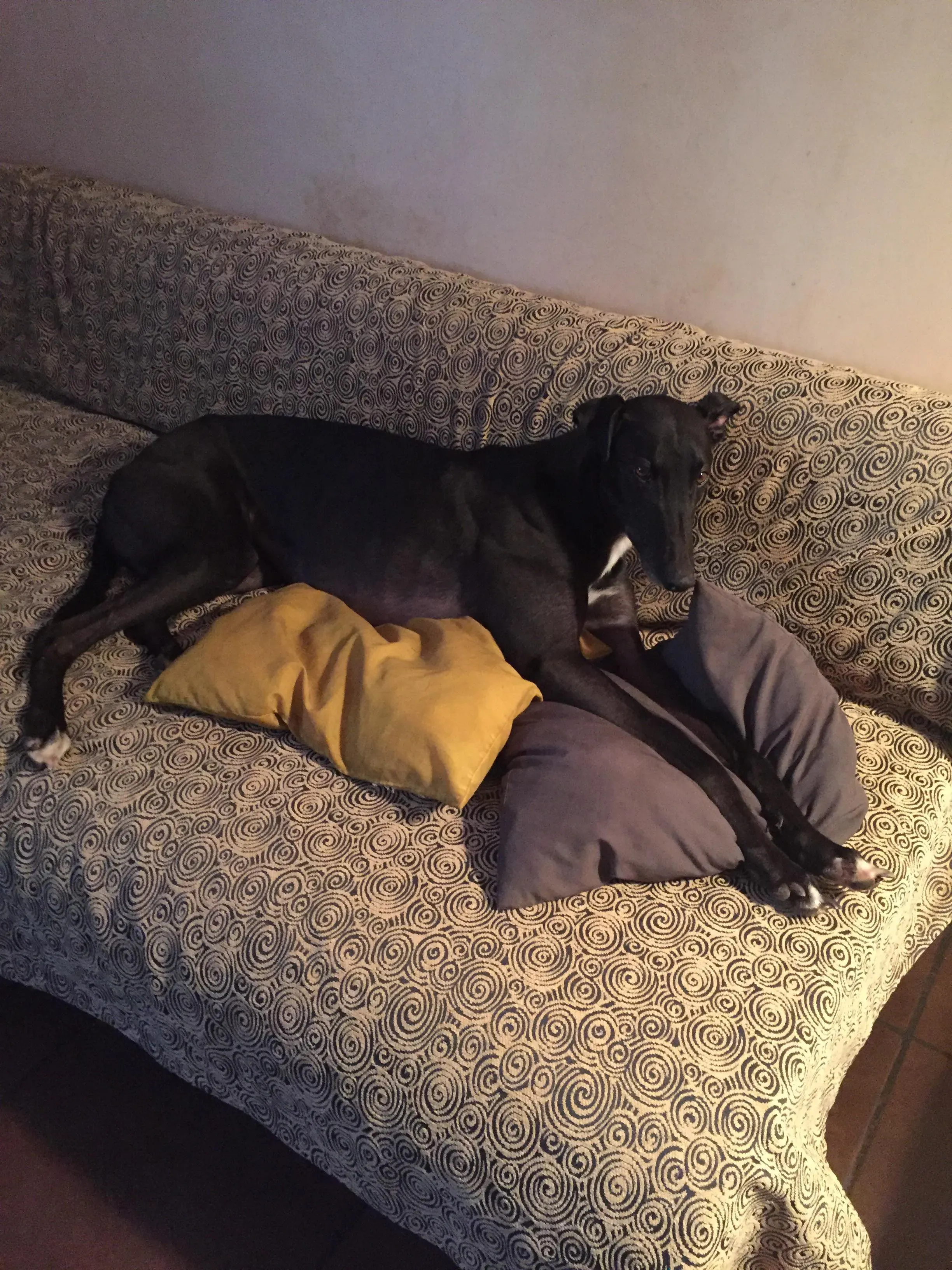 Murt greyhoundrescue adozionelevrieri 03